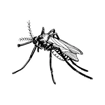 Mosquito vector sketch. Flying insect hand drawn. Vintage black and white ill Stock Illustration