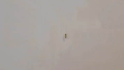 Mosquito on the wall close up Vidéo 325516771