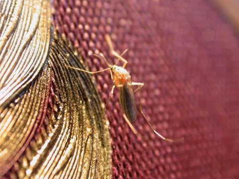 Mosquito on the wall Stock Photos