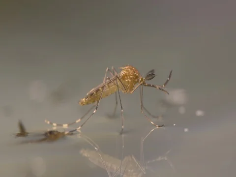 Mosquito on water after hatching Stock Footage 76853150