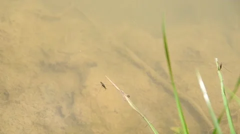 Mosquito on the water Stock Footage 50425798