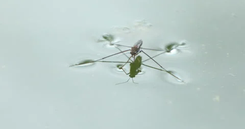 Mosquito in the water Stock Footage 156878479