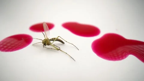 Mosquito on a white background and drops of red human blood. Stock Footage 136692756