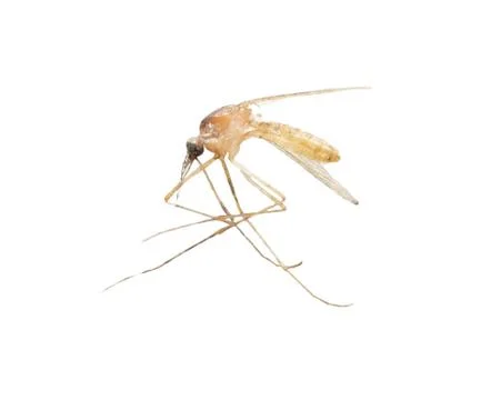 Mosquito on a white background. macro Stock-Fotos
