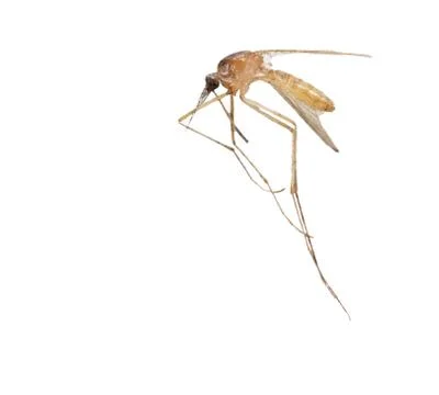 Mosquito on a white background. macro Stock-Fotos