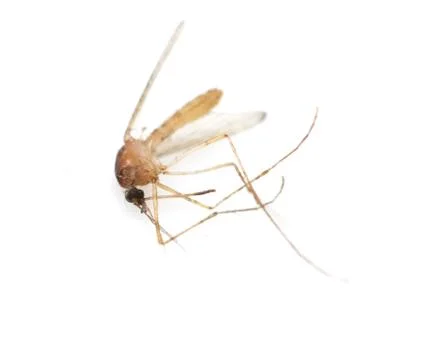 Mosquito on a white background. macro Stock-Fotos