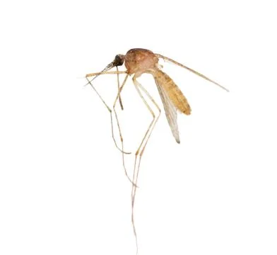 Mosquito on a white background. macro Stock-Fotos