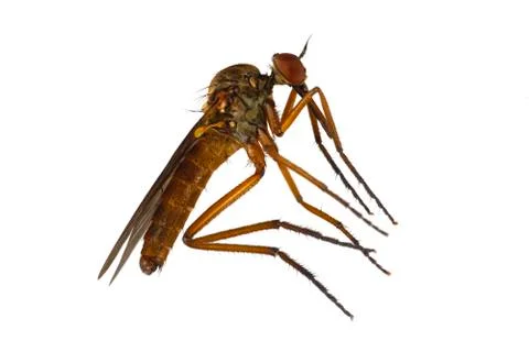 Mosquito on a white background Stock Photos