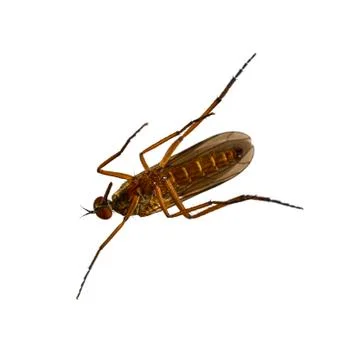 Mosquito on a white background Stock-Fotos