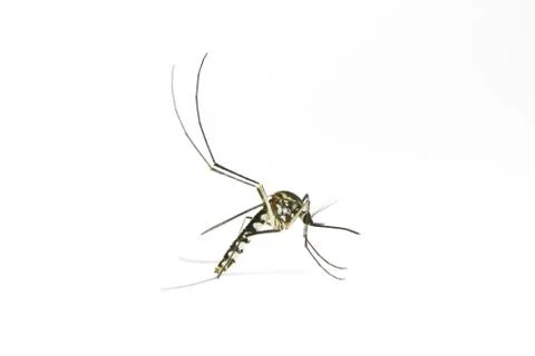 Mosquito on white background Stock Photos