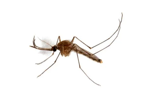 Mosquito in white background Foto stock