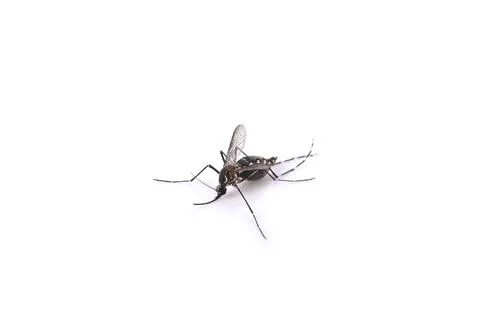 Mosquito on white background Stock Photos