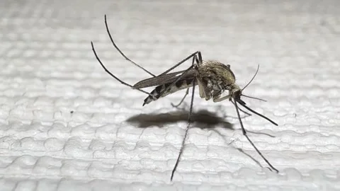 A mosquito on white wall, close-up video of gnat Stock Footage 282213829