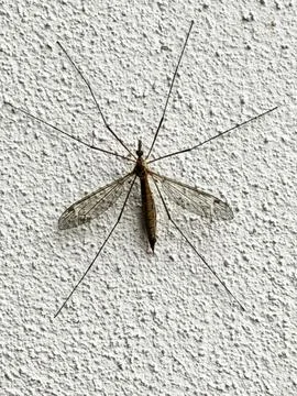 Mosquito on a white wall waiting to bite Photos