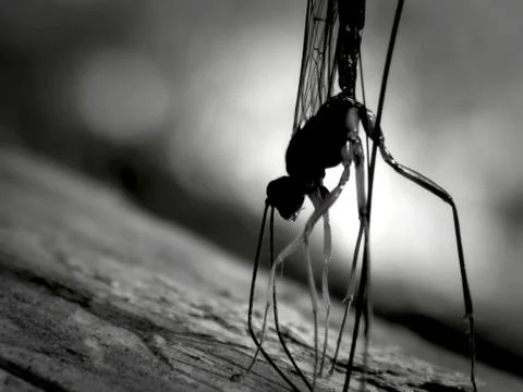 Mosquito in the wild on a tree Stock Photos