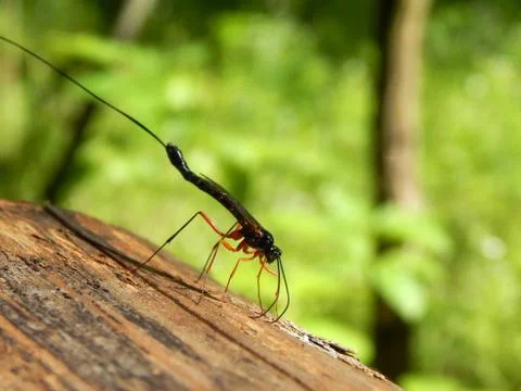 Mosquito in the wild on a tree Stock Photos