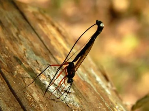 Mosquito in the wild on a tree Stock Photos