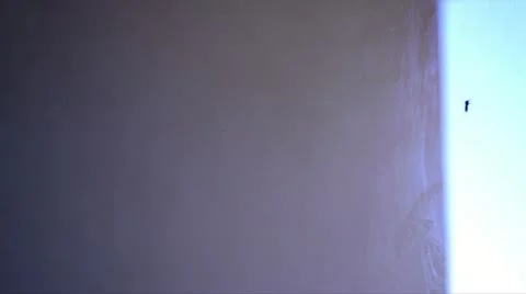 Mosquito on the window Video stock 12519520