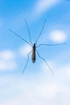 Mosquito on a window Stock Photos