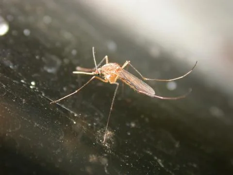 Mosquito on the window Stock Photos