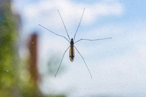 Mosquito on window screen Stock Photos