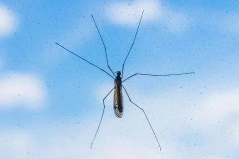 Mosquito on window screen Stock Photos