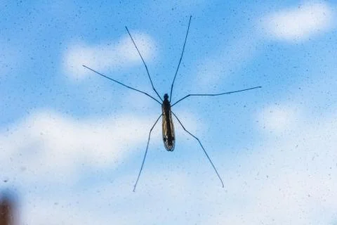 Mosquito on window screen Stock Photos