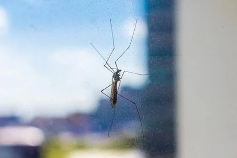 Mosquito on window screen Foto stock