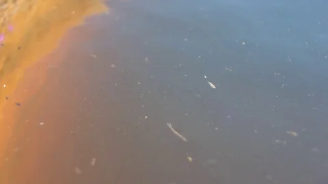 Mosquitoes 3 Stock Footage 78492356