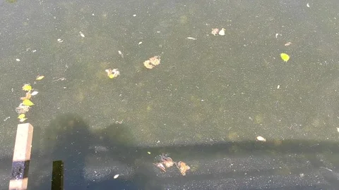 Mosquitoes above the surface 스톡 동영상 156812858