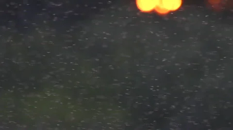 Mosquitoes and midges Video stock 707967