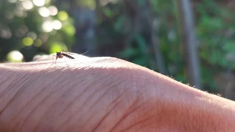 Mosquitoes are looking for a place to bite on the victim's hand. Stockbeeldmateriaal 257525436