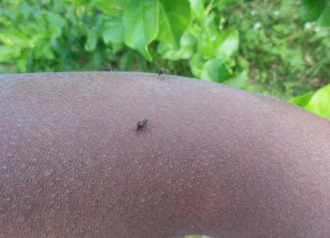 Mosquitoes Biting Arm Stock Photos