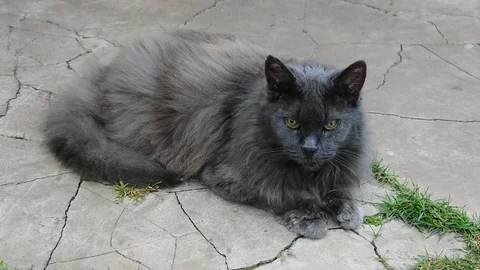 Mosquitoes bother the cat Stock Footage 112922201