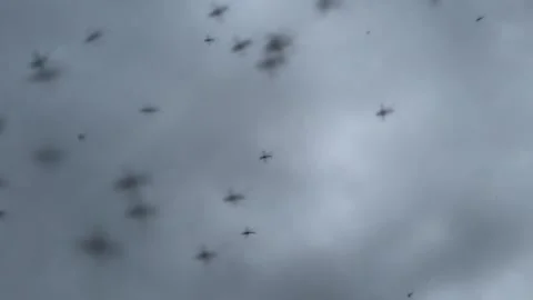 Mosquitoes Buzzing in the Evening Sky slow motion Stock Footage 280684100