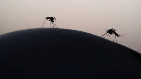 Mosquitoes closeup Stock Footage