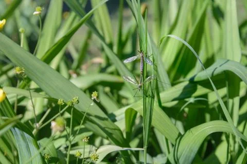 Mosquitoes copulate Stock Photos