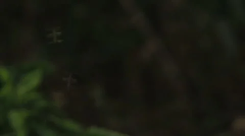 Mosquitoes in darkness Stock Footage 45625507