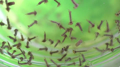 Mosquitoes in the developmental stage. Larvae from a rain barrel. Stock Footage 318586463