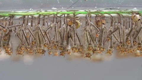 Mosquitoes in the developmental stage. Larvae from a rain barrel. Stock Footage 318586475