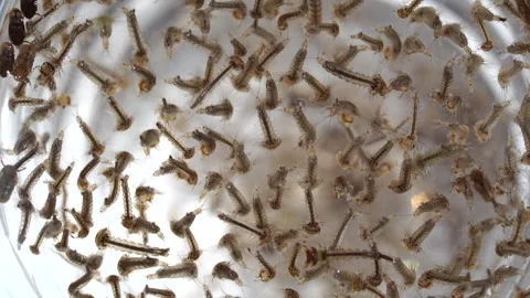 Mosquitoes in the developmental stage. Larvae from a rain barrel. Stock Footage 318586476