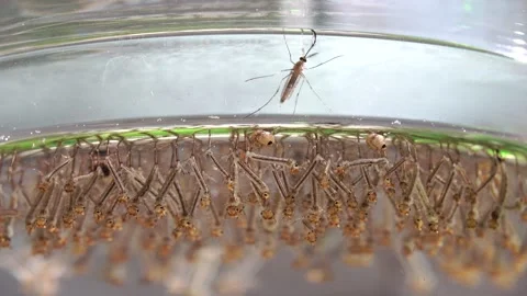Mosquitoes in the developmental stage. Larvae from a rain barrel. Stock Footage 318586486