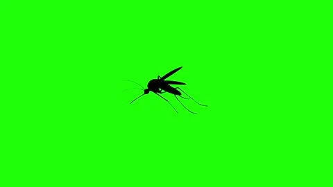 Mosquitoes fly animation Stock Footage 311841811