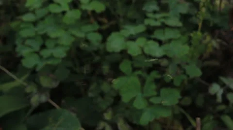 Mosquitoes fly over plants Vidéo 48309682