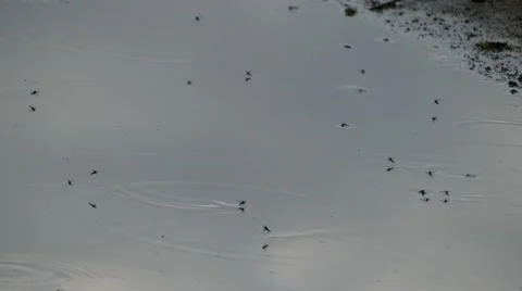 Mosquitoes fly over a puddle on a dirt road. 스톡 동영상 63472580