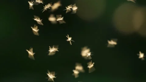 Mosquitoes flying in a group Stock Footage 210211205