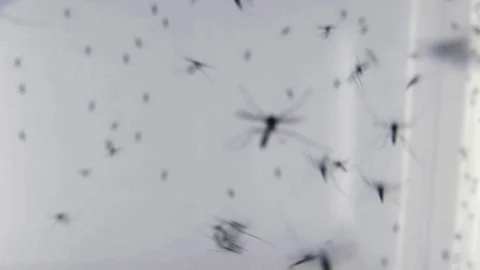 Mosquitoes flying inside the container in lab Stock Footage 97612193