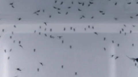 Mosquitoes flying inside the container in lab 動画素材 97612272