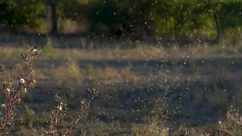 Mosquitoes flying in soft sunset light on a field Stock Footage 147132185