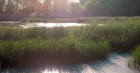 Mosquitoes flying in the sun rays at the swamp with pollen in the air. 動画素材 130992160
